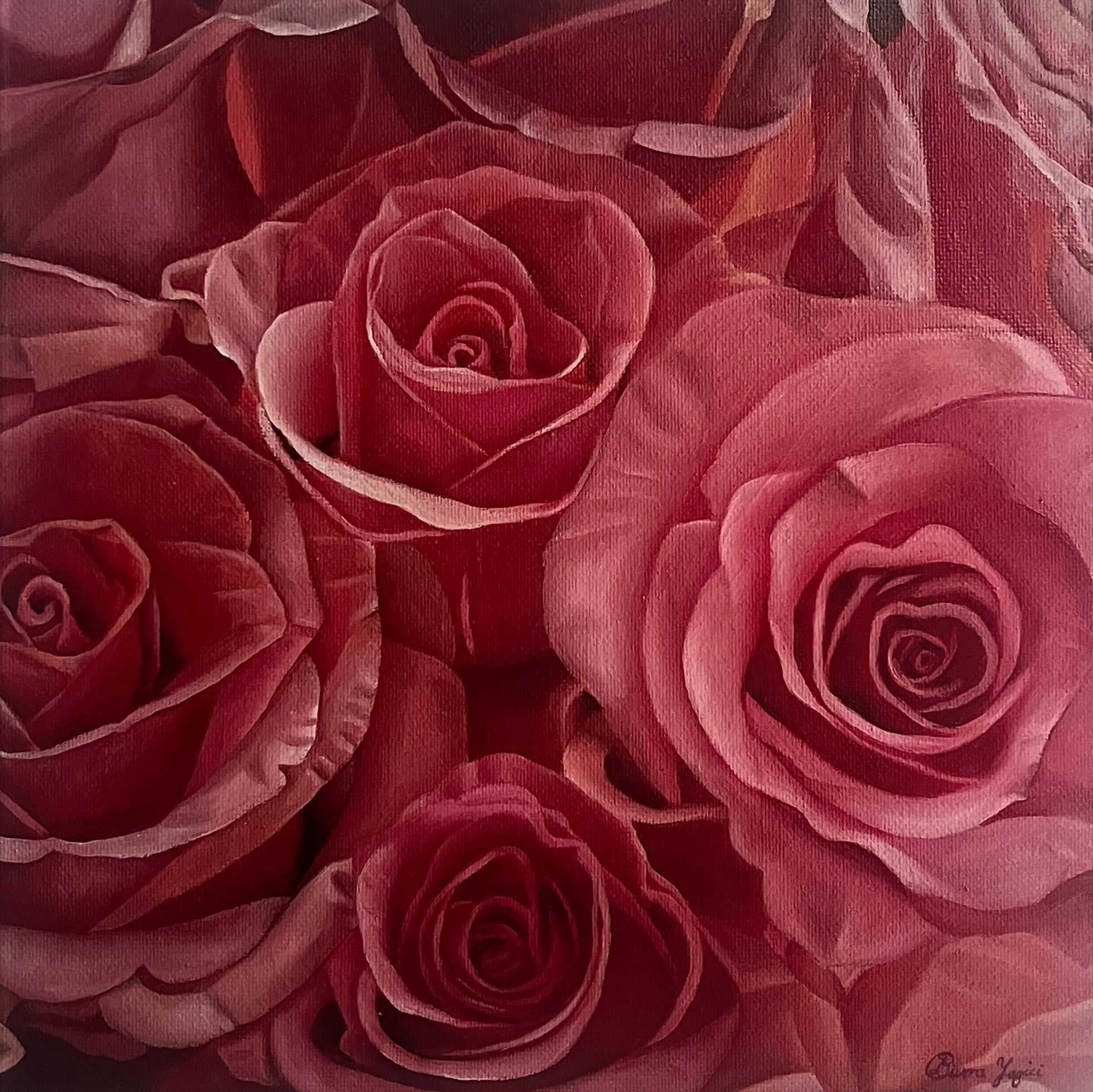 Pink or red – hypnotic rose