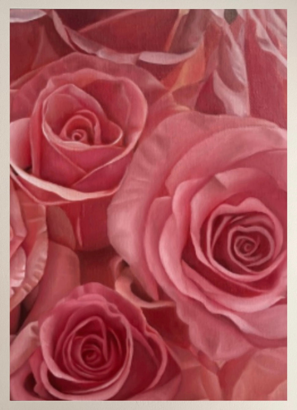 Pink or red – hypnotic rose