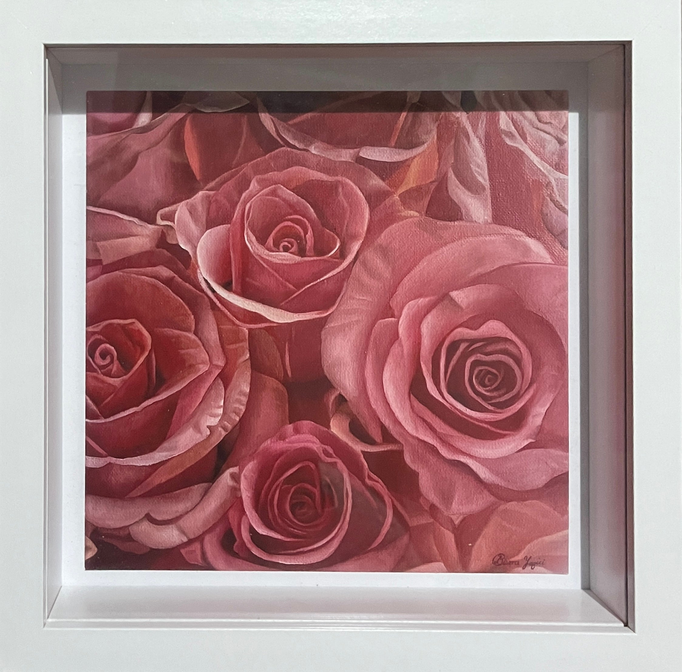 Pink or red – hypnotic rose